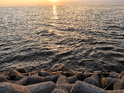 タコシーズン調査