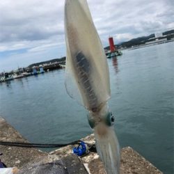 夏イカキターーッ♪─O(≧∇≦)O─♪