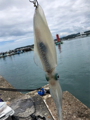 夏イカキターーッ♪─O(≧∇≦)O─♪