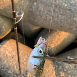 タコ釣れないので、アジ！