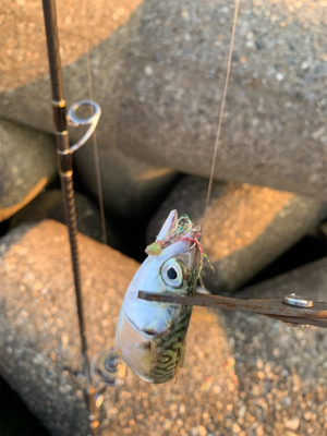 タコ釣れないので、アジ！