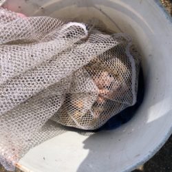 初タコ釣り 明石沖