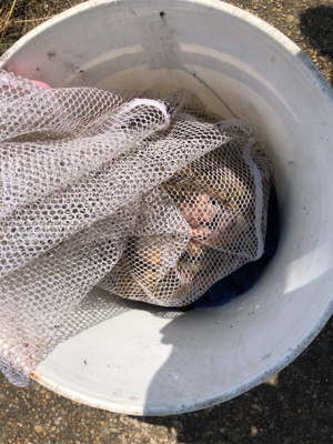 初タコ釣り 明石沖