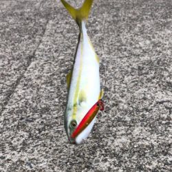 あと少しでハマチ^_^