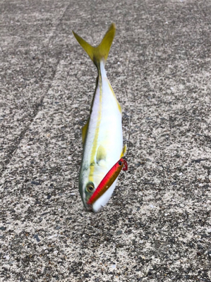 あと少しでハマチ^_^