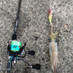 美味しいイカ？お任せあれ！！