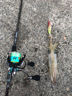 美味しいイカ？お任せあれ！！