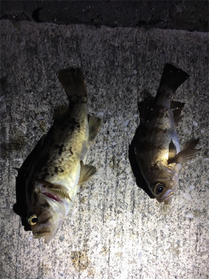 アジングタックルでマダイ！