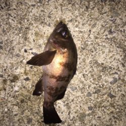 初投稿でーす！