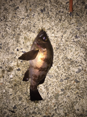 初投稿でーす！