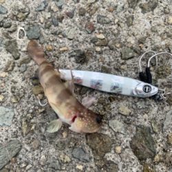 シーバスロッド