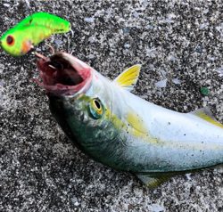 コウイカにツバス