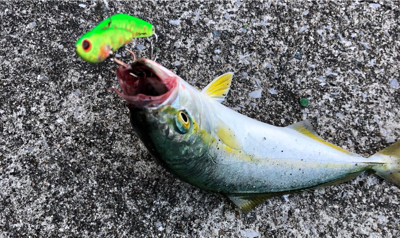 コウイカにツバス