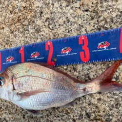 宇野沖 磯フカセ