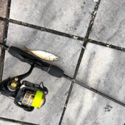 デイアジング 成立豆から良型