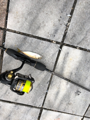 デイアジング 成立豆から良型