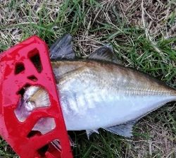 アジンガー1810〜1940