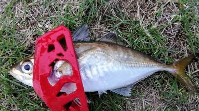 アジンガー1810〜1940