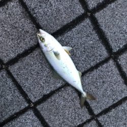 久々のＬＳＪはツバス祭りでした。