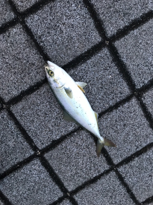 久々のＬＳＪはツバス祭りでした。