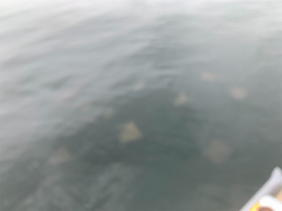 イレグイと聞いて