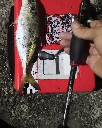 アジング練習4 湾奥ジャンボ