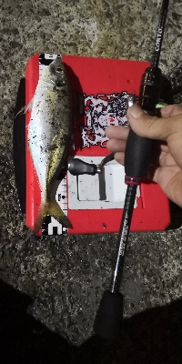 アジング練習4 湾奥ジャンボ