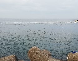 ツバス回って来ました