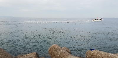 ツバス回って来ました