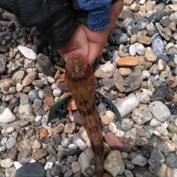 小さくてもホウボウ