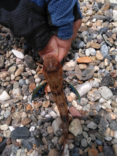 小さくてもホウボウ