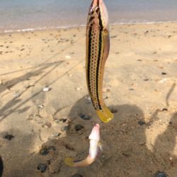 ちょい投げベラ釣り