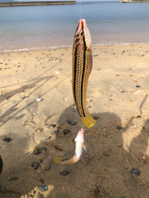 ちょい投げベラ釣り