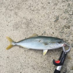 貝塚ショアジギ