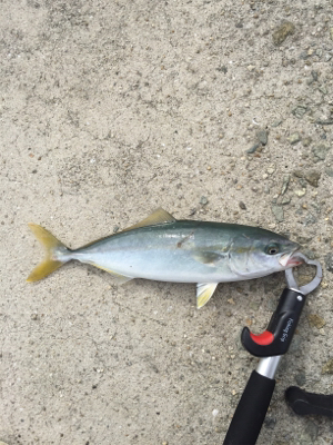 貝塚ショアジギ