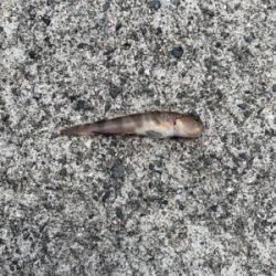 人工島プールでシロギス狙い