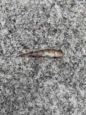 人工島プールでシロギス狙い