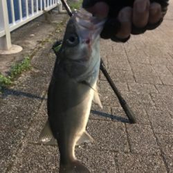 さて、サイズが…