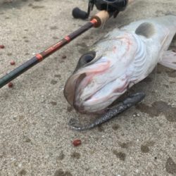 ひぃーっさびさのデイシーバス☆