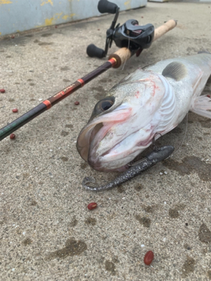 ひぃーっさびさのデイシーバス☆