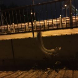 恐るべし…熟成アクア