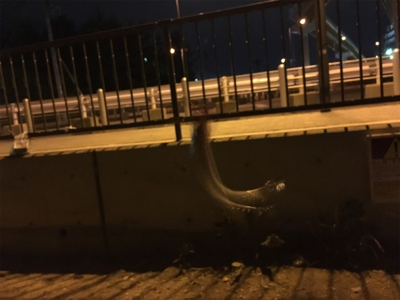 恐るべし…熟成アクア