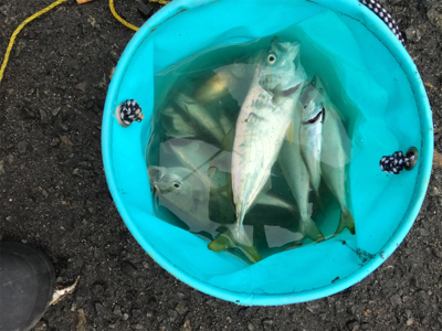 ライトゲーム入門