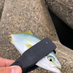 朝練、ツバス好調！