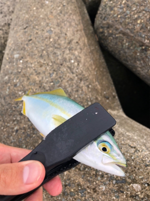 朝練、ツバス好調！