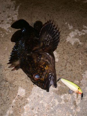 この風はいつになったら落ち着くの！？