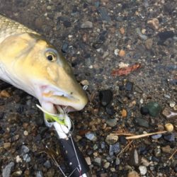 トップで出る出る