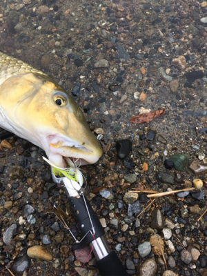 トップで出る出る