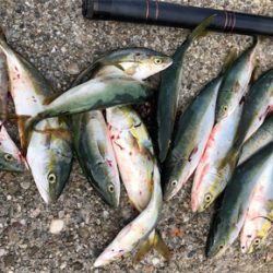 モジャコワカナツバス祭り