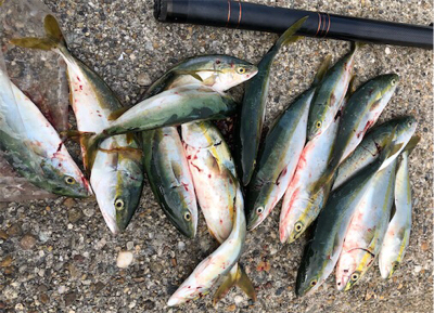 モジャコワカナツバス祭り